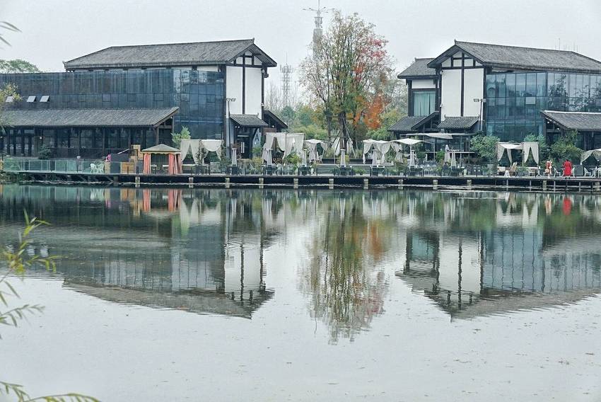 白鹭湾湿地·漂亮的水杉