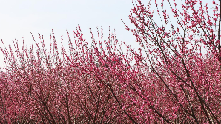 梅花欣赏梅花喜欢漫天雪破蜡红梅未上春