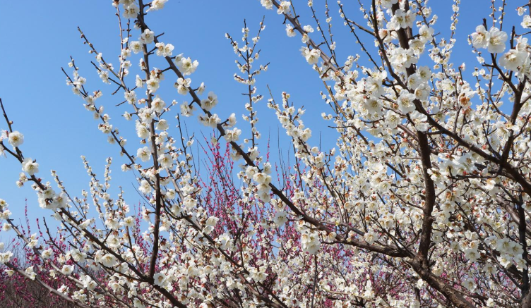 梅花欣赏梅花喜欢漫天雪破蜡红梅未上春