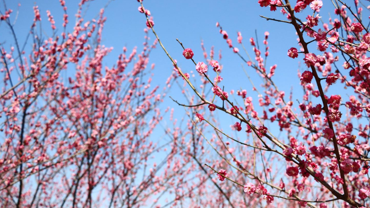 梅花欣赏梅花喜欢漫天雪破蜡红梅未上春