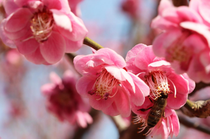 梅花欣赏梅花喜欢漫天雪破蜡红梅未上春